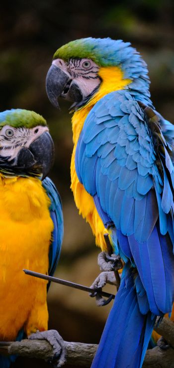 Обои 1080x2280 разноцветный попугай, попугай ара