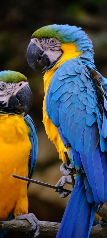 Обои 1080x2400 разноцветный попугай, попугай ара
