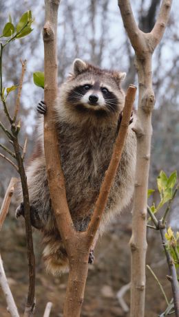 raccoon, fluffy Wallpaper 640x1136