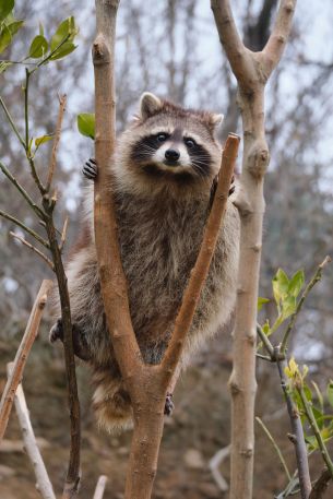 raccoon, fluffy Wallpaper 640x960