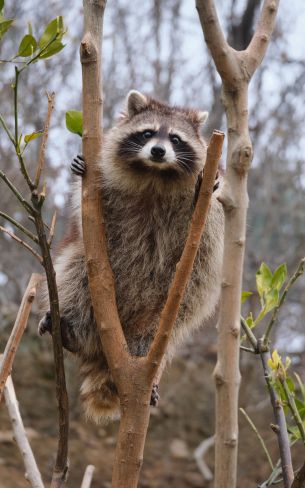 raccoon, fluffy Wallpaper 800x1280