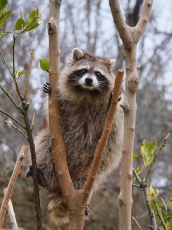 raccoon, fluffy Wallpaper 1620x2160