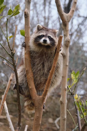 raccoon, fluffy Wallpaper 640x960
