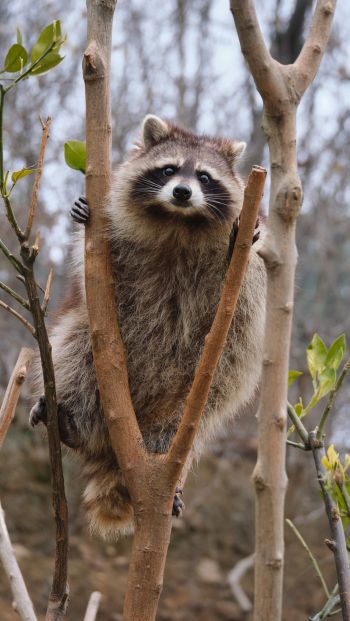 raccoon, fluffy Wallpaper 640x1136