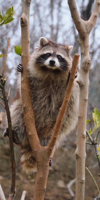raccoon, fluffy Wallpaper 720x1440