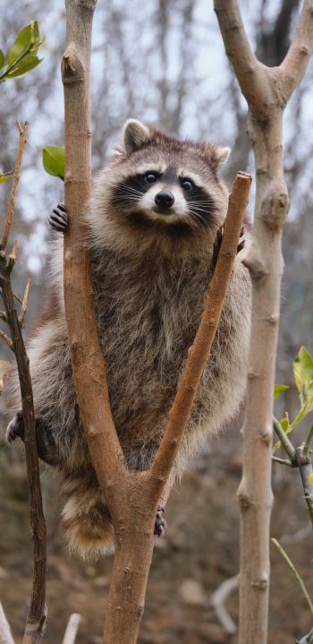 raccoon, fluffy Wallpaper 1080x2220