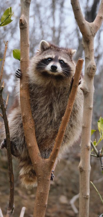 raccoon, fluffy Wallpaper 1440x3040
