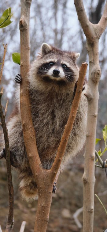 raccoon, fluffy Wallpaper 1125x2436