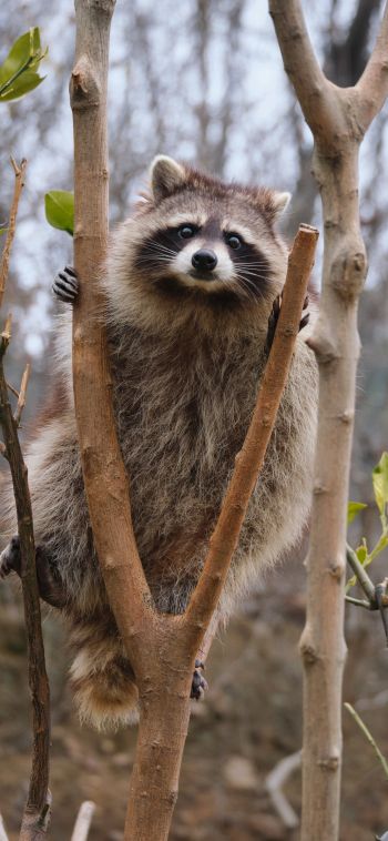 raccoon, fluffy Wallpaper 1080x2340