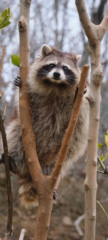 raccoon, fluffy Wallpaper 1440x3200