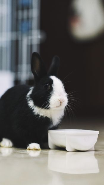 rabbit, pet Wallpaper 640x1136