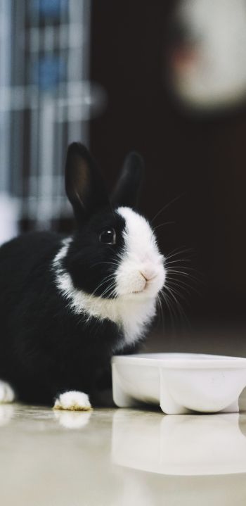 rabbit, pet Wallpaper 1080x2220