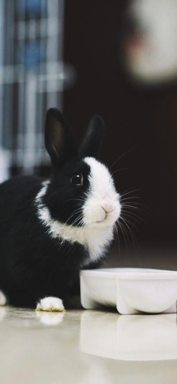 rabbit, pet Wallpaper 1080x2340