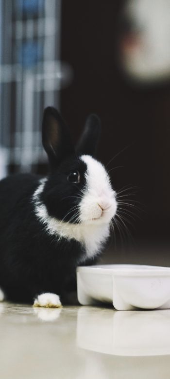 rabbit, pet Wallpaper 1080x2400