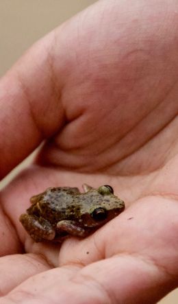 amphibian, frog Wallpaper 600x1024