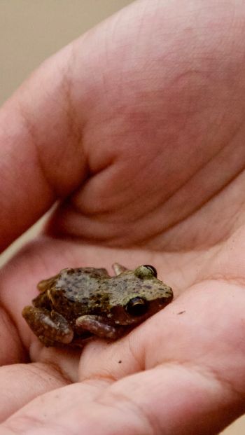 amphibian, frog Wallpaper 640x1136