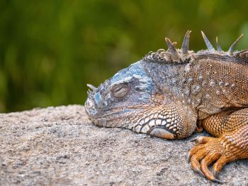 iguana, lizard Wallpaper 1024x768