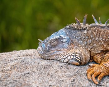 iguana, lizard Wallpaper 1280x1024