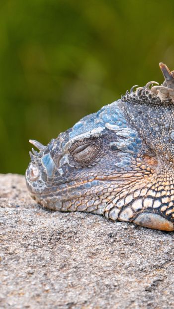 iguana, lizard Wallpaper 640x1136