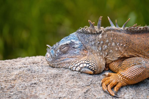iguana, lizard Wallpaper 9504x6336