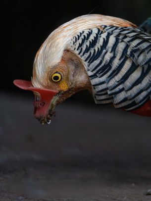 cock, poultry Wallpaper 1668x2224