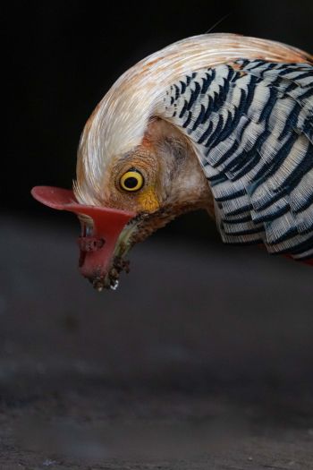 cock, poultry Wallpaper 640x960