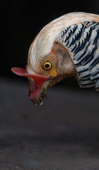 cock, poultry Wallpaper 600x1024