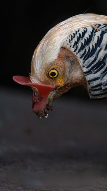 cock, poultry Wallpaper 640x1136