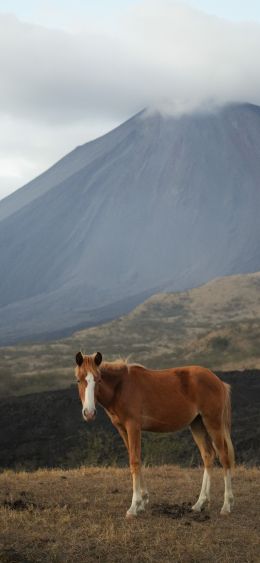 horse foal, pasture Wallpaper 1080x2340