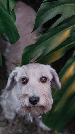 dog, pet Wallpaper 640x1136