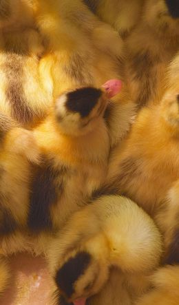 ducklings, chicks Wallpaper 600x1024