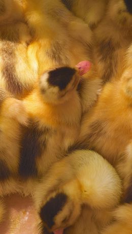 ducklings, chicks Wallpaper 640x1136