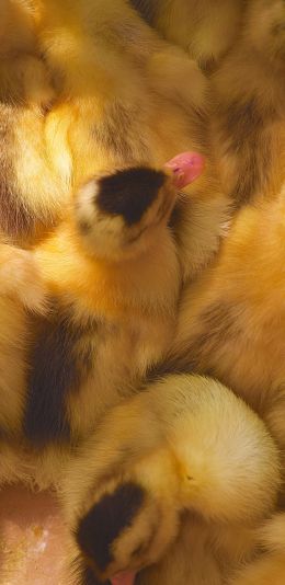 ducklings, chicks Wallpaper 1080x2220