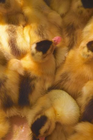 ducklings, chicks Wallpaper 640x960