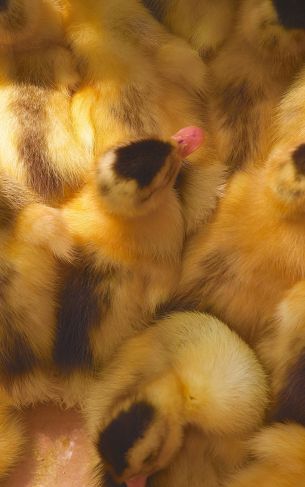 ducklings, chicks Wallpaper 1752x2800