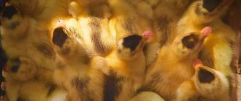 ducklings, chicks Wallpaper 2560x1080