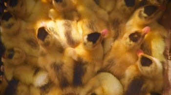 ducklings, chicks Wallpaper 1366x768