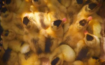 ducklings, chicks Wallpaper 2560x1600