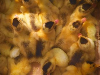 ducklings, chicks Wallpaper 800x600