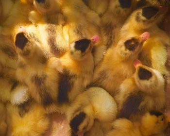 ducklings, chicks Wallpaper 1280x1024
