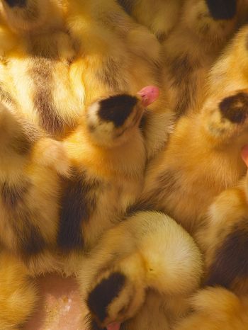 ducklings, chicks Wallpaper 1536x2048