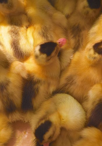 ducklings, chicks Wallpaper 1668x2388