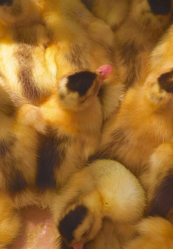 ducklings, chicks Wallpaper 1640x2360