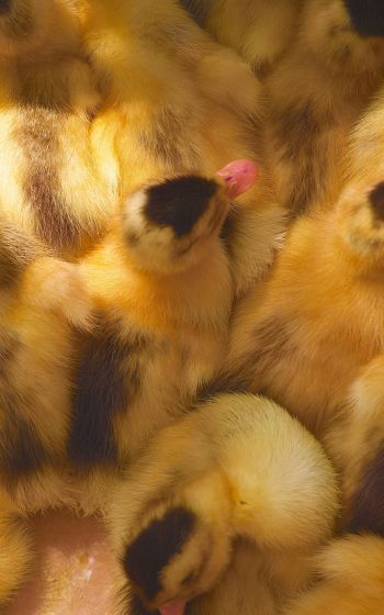 ducklings, chicks Wallpaper 1600x2560