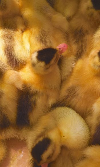 ducklings, chicks Wallpaper 1200x2000