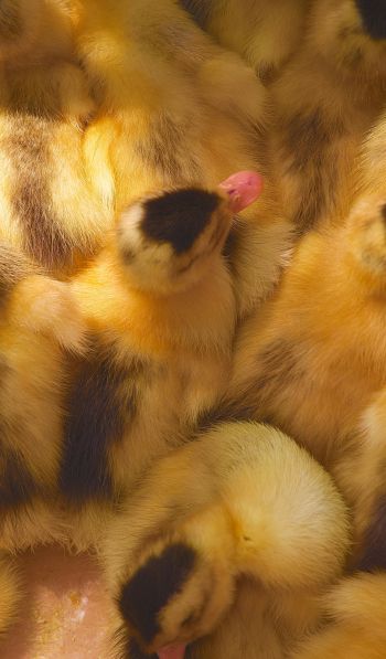 ducklings, chicks Wallpaper 600x1024