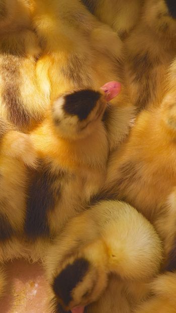 ducklings, chicks Wallpaper 1440x2560