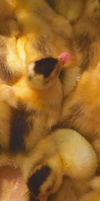 ducklings, chicks Wallpaper 720x1440