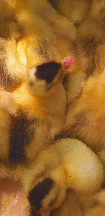 ducklings, chicks Wallpaper 1440x2960