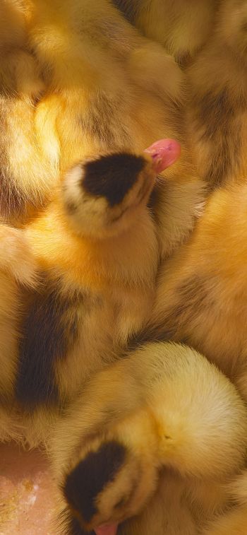 ducklings, chicks Wallpaper 1170x2532